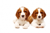 Picture of Welsh Springer Spaniel