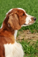 Picture of Welsh Springer Spaniel