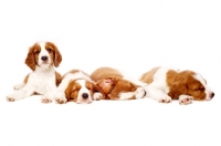 Picture of Welsh Springer Spaniel