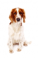 Picture of Welsh Springer Spaniel