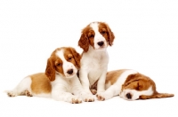 Picture of Welsh Springer Spaniel