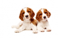 Picture of Welsh Springer Spaniel