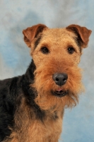 Picture of Welsh Terrier head study