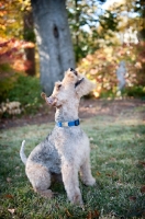 Picture of welsh terrier howling