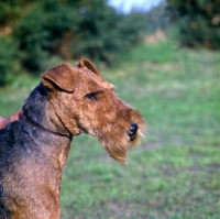 Picture of welsh terrier in show trim, head study