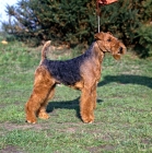 Picture of welsh terrier in show trim
