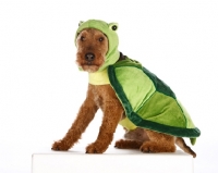 Picture of welsh terrier in tortoise outfit