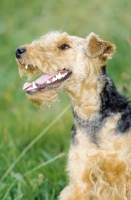 Picture of Welsh Terrier looking cheerful