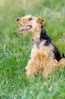 Picture of Welsh Terrier looking happy