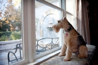 Picture of welsh terrier looking out window