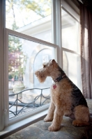 Picture of welsh terrier looking out window