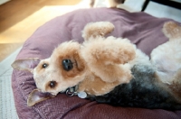 Picture of Welsh Terrier lying on back