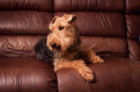 Picture of Welsh Terrier on couch