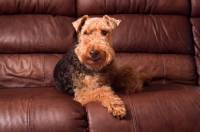 Picture of Welsh Terrier on couch