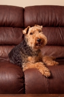 Picture of Welsh Terrier on sofa