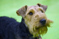 Picture of Welsh Terrier portrait, head and shoulder shot