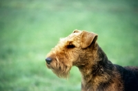 Picture of welsh terrier, portrait