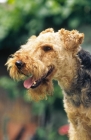 Picture of Welsh Terrier profile