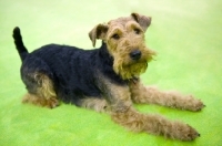 Picture of Welsh Terrier, show dog, lying on green carpet, tail up