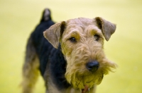 Picture of Welsh Terrier show dog