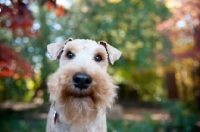 Picture of welsh terrier smiling