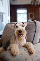 Picture of welsh terrier with paws on arm of chair