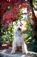 Picture of welsh terriers sitting on bench