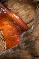 Picture of Welsumer cockerel amongst chicken, plumage