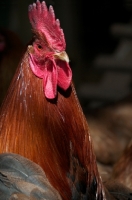 Picture of Welsumer cockerel