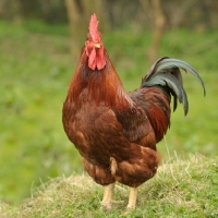 Picture of Welsumer cockerel