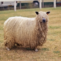Picture of wensleydale sheep at show