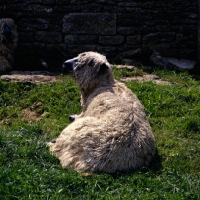 Picture of wensleydale sheep back view showing wool at norwood farm