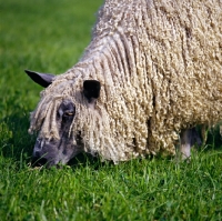 Picture of wensleydale sheep grazing