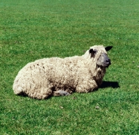 Picture of wensleydale sheep lying on grass