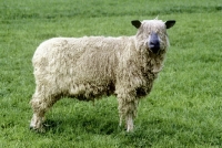 Picture of wensleydale sheep not in full fleece
