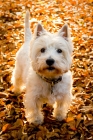 Picture of West Highland standing in Autumn leaves.