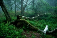 Picture of West Highland Terrier in the woods