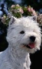 Picture of west highland terrier with blossom background, head study