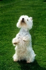 Picture of west highland white  terrier sitting up begging