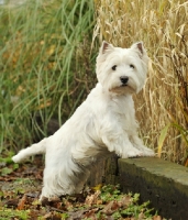 Picture of West Highland White (aka Westie, Poltalloch terrier, Roseneath terrier)