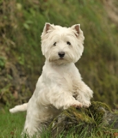 Picture of West Highland White (aka Westie, Poltalloch terrier, Roseneath terrier)