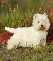 Picture of West Highland White (aka Westie, Poltalloch terrier, Roseneath terrier) near greenery