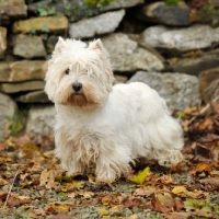 Picture of West Highland White (aka Westie, Poltalloch terrier, Roseneath terrier) on leaves