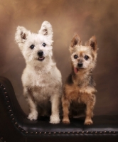 Picture of West Highland White and Yorkshire Terrier on brown leather seat
