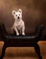Picture of West Highland White dog on brown leather seat