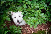 Picture of West Highland White in bush