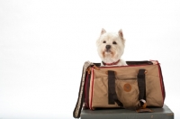Picture of west highland white in travel bag