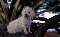 Picture of west highland white in tree