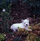 Picture of west highland white lying in shrubbery