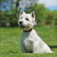 Picture of West Highland White on grass (pet clip)